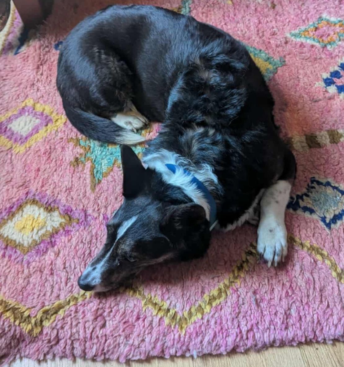 [NEW] Dog boarding