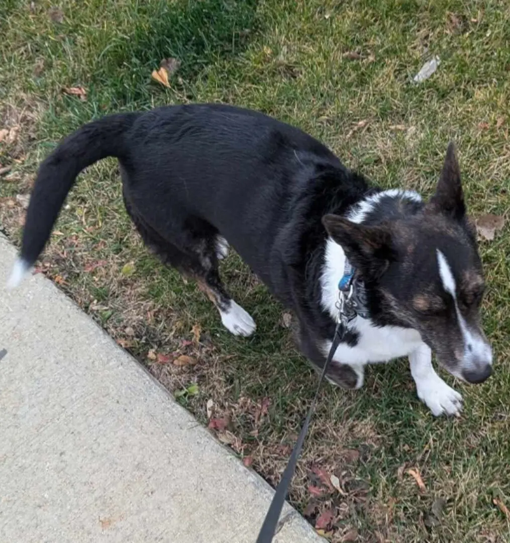 Dog walking
