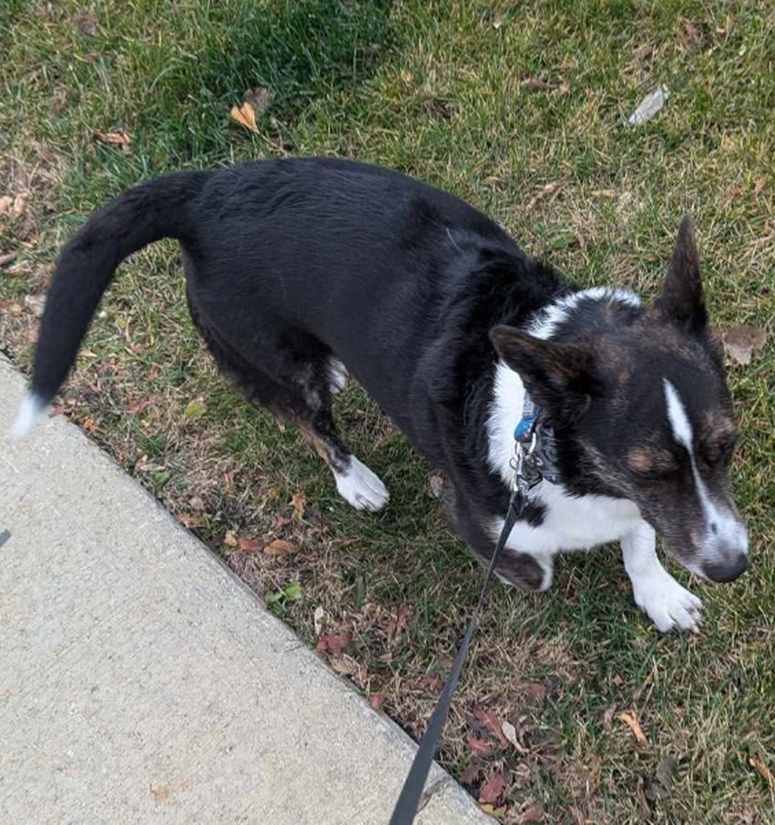 Dog walking